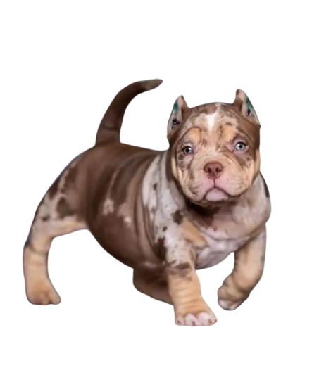 Bulldog Max